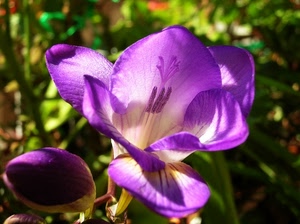 fiore, viola, petali, pistilli, bocciolo, verde, lilla, macro, pistillo, sfocato