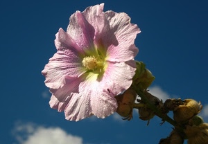 fiore, rosa, petali, cielo, giallo, pistillo, stelo, macro