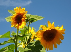 girasoli, giallo, fiori, foglie, petali, cielo, verde, due, semi