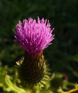 fiore, verde, viola, macro, cardo, sfocato, natura, fucsia, rosa, pianta, foglie