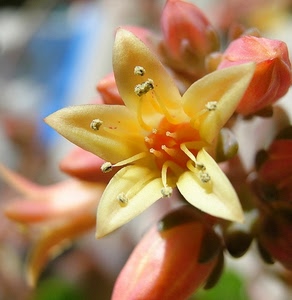 fiore, giallo, pistilli, petali, macro, boccioli, stami