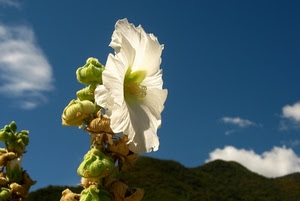 fiore, bianco, cielo, boccioli, montagna, montagne, nuvole, blu, macro