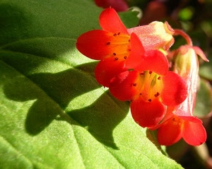 fiori, verde, petali, rosso, ombra, pistilli, foglie, tre, stami, ombre, foglia, fiore, arancione, pianta