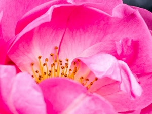 fiore, petali, rosa, pistilli, giallo, macro