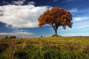 albero, autunno, nuvola, erba, campagna, cielo, nuvole, prato, natura
