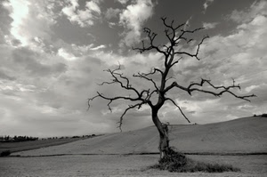 nuvole, albero, rami, spoglio, cielo, bianconero, secco, tronco, collina, campagna, alberi, campi, campo