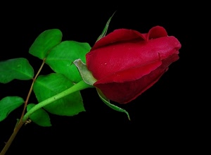 foglie, fiore, rosa, verde, rosso, rossa, bocciolo, foglia