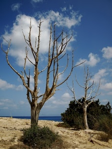 mare, alberi, nuvole, rami, cielo, sabbia, cespugli, spiaggia, due