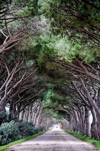 alberi, rami, viale, strada, verde, galleria, pini, prospettiva