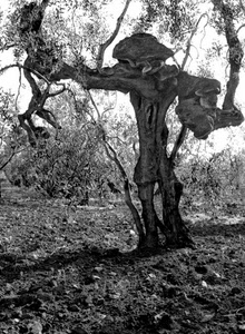 rami, albero, ulivo, bianconero, tronco, terra, campo, foglie, figura, terreno