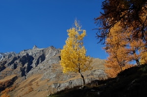 autunno, montagna, alberi, giallo, rocce, foglie, albero, cielo, montagne, roccia