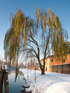 neve, albero, inverno, fiume, salice, canale, acqua, casa