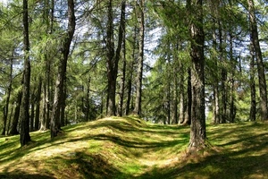 alberi, verde, bosco, rami, tronchi, ombre, sentiero, cielo, ombra, erba, prato, vegetazione, pini