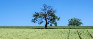 cielo, alberi, verde, campo, albero, campi, erba, campagna, prato, azzurro, rami