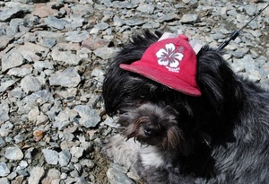 cane, pelo, cappello, muso, sassi, guinzaglio, cappellino, animale, rosso, rosa, orecchie, pietre, berretto, occhi