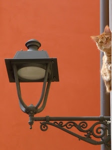 gatto, lampione, arancione, muro, ferro, metallo, arancio, animale