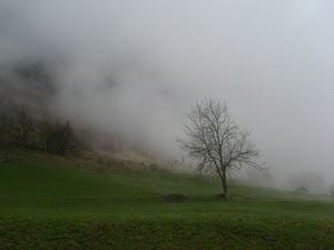 albero, nebbia, prato, erba, verde, campagna, autunno, rami
