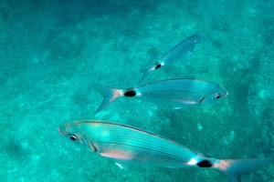 acqua, pesci, tre, verde, mare, azzurro, trasparenza, animali
