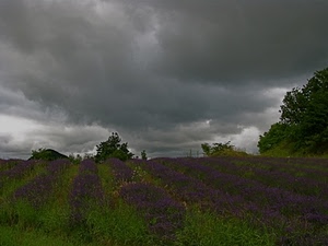nuvole, campo, fiori, verde, maltempo, lavanda, alberi, viola, temporale, cielo, piante