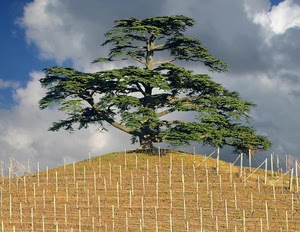 albero, collina, nuvole, pali, cielo, verde, campo