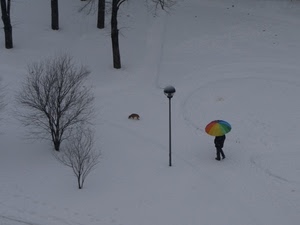 neve, ombrello, alberi, inverno, lampione, cane, bianco