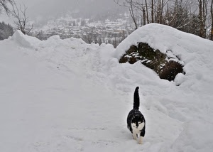 neve, gatto, inverno, bianco, nero, montagna, paese, paesaggio, rami, animale