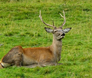 cervo, corna, prato, orecchie, erba, verde, animale, bramito