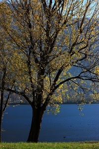 albero, foglie, acqua, rami, lago, prato, verde, erba, autunno, alberi, fiume, montagne