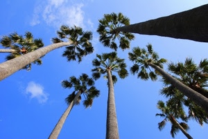 cielo, palme, alberi, foglie, tronchi, prospettiva, nuvole, chiome, rami