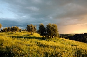 nuvole, alberi, cielo, verde, erba, prato, paesaggio, ombre, piante, tramonto