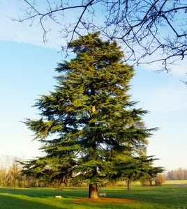 cielo, verde, prato, albero, rami, alberi, erba, parco, giardino, azzurro, nuvole, bosco, pino