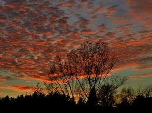 tramonto, rosso, cielo, alberi, nuvole, controluce, rami