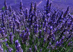 viola, fiori, lavanda, verde, campo, pianta, piante