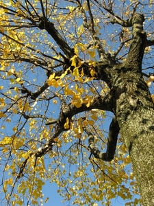 albero, rami, foglie, giallo, tronco, autunno