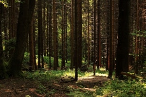 alberi, bosco, tronchi, sottobosco, sentiero, erba, verde, rami