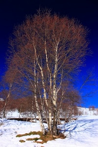neve, inverno, blu, albero, alberi, cielo, rami, montagna, bianco