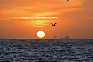 mare, nave, tramonto, sole, gabbiani, uccello, uccelli