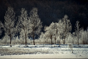 alberi, neve, inverno, rami, bianco, bosco, paesaggio, piante