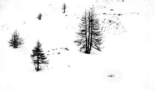 neve, alberi, inverno, montagna, bianco, abeti, bianconero, nero