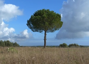 albero, nuvole, pino, campo, cielo, campagna, verde, sterpaglia, uno, paesaggio, solo