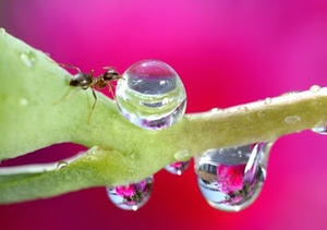 gocce, formica, ramo, insetto, acqua, macro, riflessi, viola, animale, riflesso