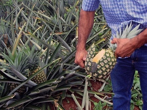 ananas, mani, foglie, frutta, uomo, camicia, coltivazione, frutti, piante