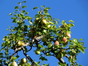 foglie, pere, albero, verde, frutti, frutta, cielo, ramo, rami, mele, pero