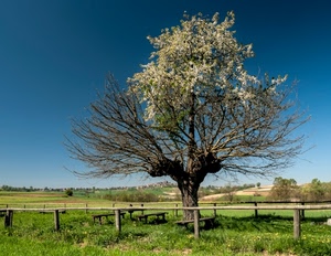 albero, staccionata, erba, panchine, rami, prato, cielo, fiori, verde, alberi