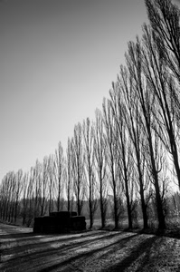 alberi, ombre, bianconero, rami, cielo, filare, spogli, pioppi, ombra