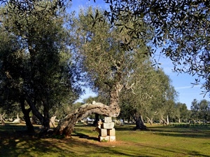 ulivi, alberi, verde, pietre, prato, tronco, albero, ulivo, uliveto