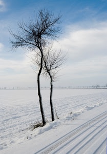 neve, alberi, bianco, inverno, campo, solchi, albero, pianura, impronte