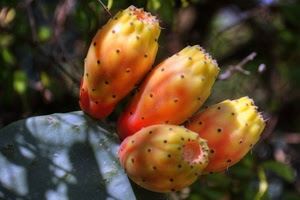 fichi, spine, frutta, frutti, india, rosso, cibo, cactus, pianta