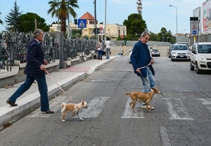 cani, strisce, strada, alberi, automobili, due, guinzagli, uomini, persone, pedonali, macchine, auto, lampione, marciapiede, guinzaglio