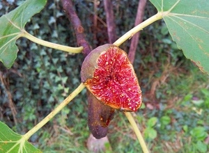 fico, foglie, frutto, rosso, rami, albero, verde, polpa, frutta